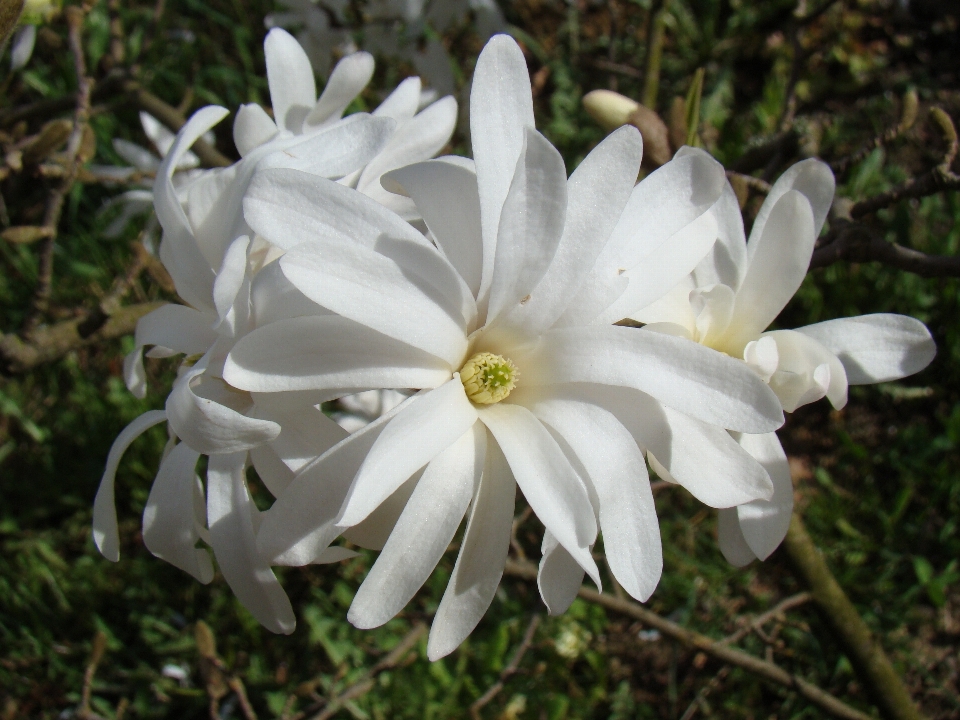 Kwiat zakład biały flora