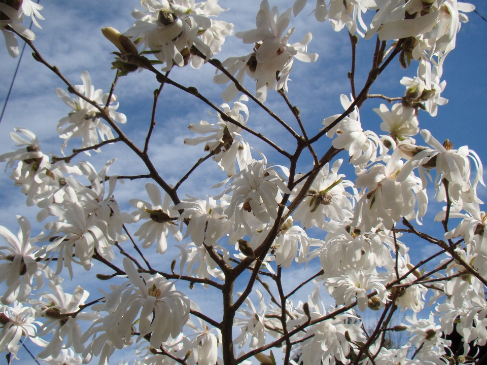 Estrela magnólia
 magnólia estrela
 branco flor