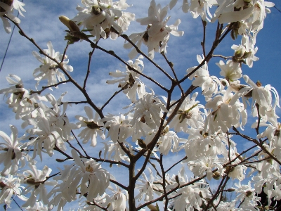 Magnolia stellata star white flower Photo