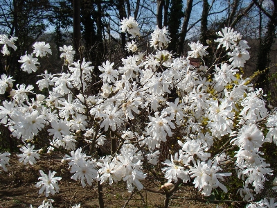 Flower plant flowering flora Photo