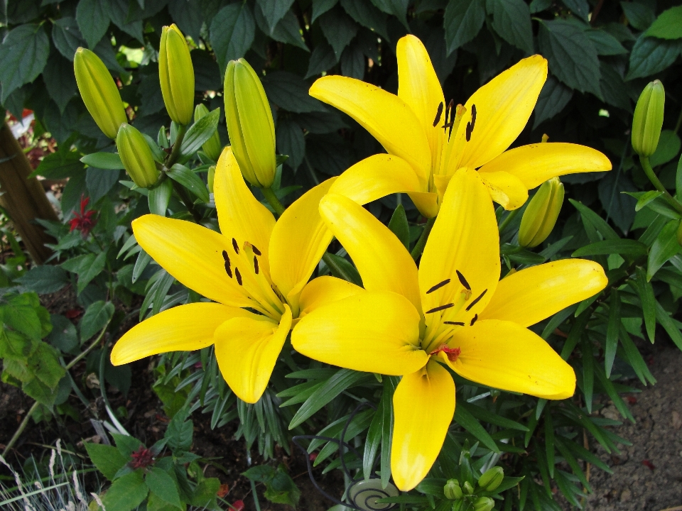 ユリ
 花 植物 黄色