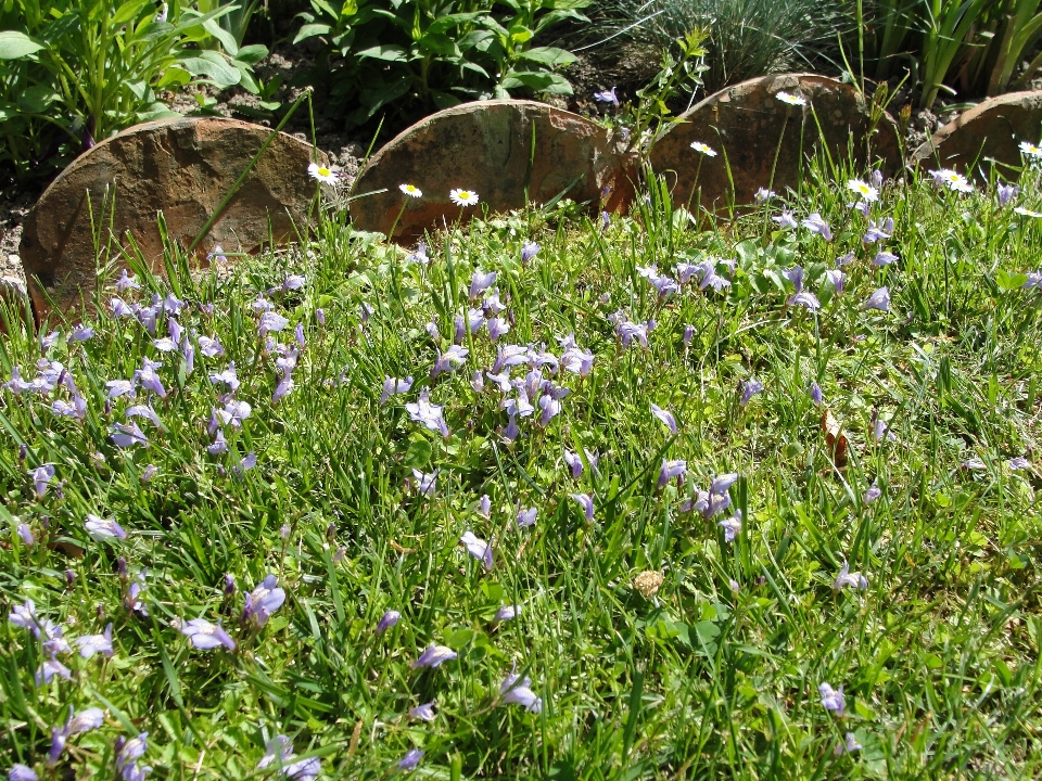 Kwiat zakład flora trawa