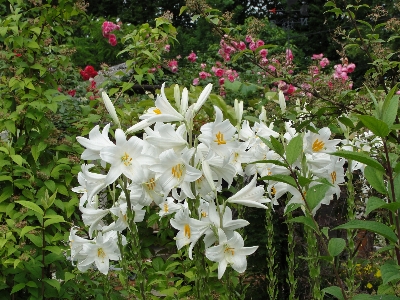 Lilium candidum madonna lily plant flower Photo