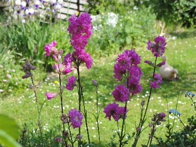 Flower plant flora flowering Photo