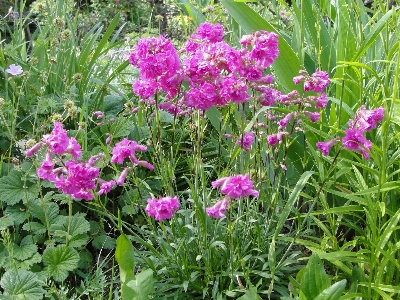 Blume anlage blühende pflanze
 flora Foto