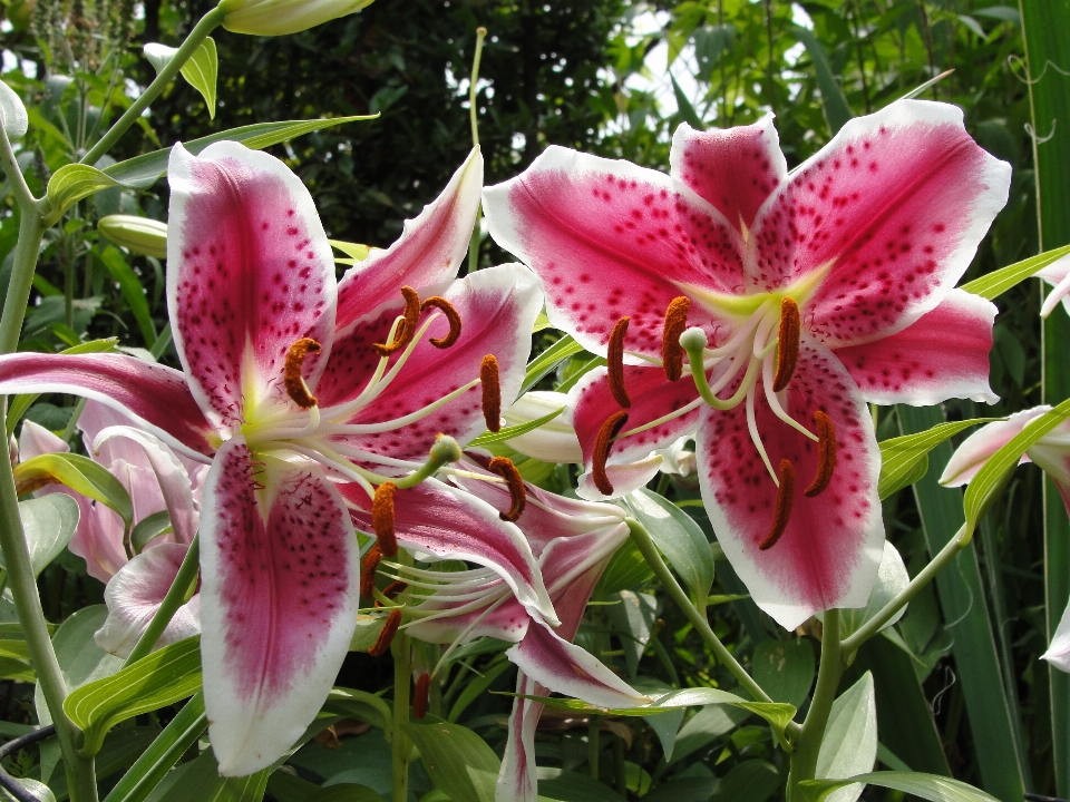 花 植物 ユリ フローラ