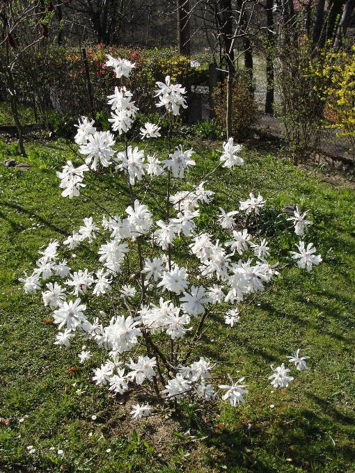 Fiore pianta fiorita
 legnosa
