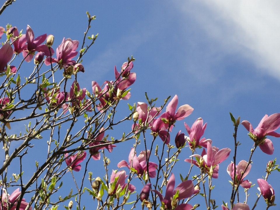 Blume anlage blühende pflanze
 rosa