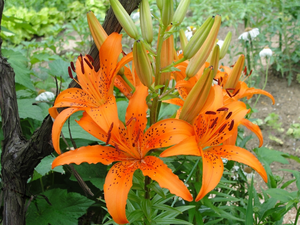 Giglio fiore pianta fiorita
