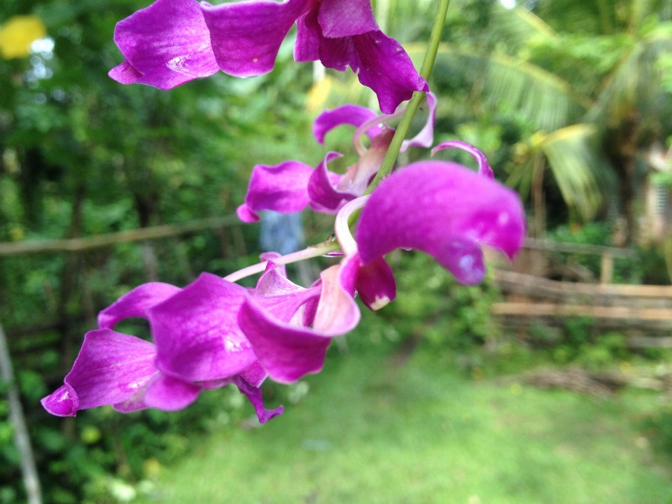 花 自然 植物 フローラ