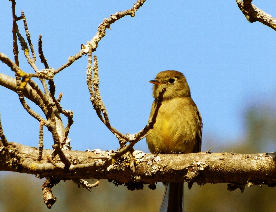 Ptak natura fauna dziób