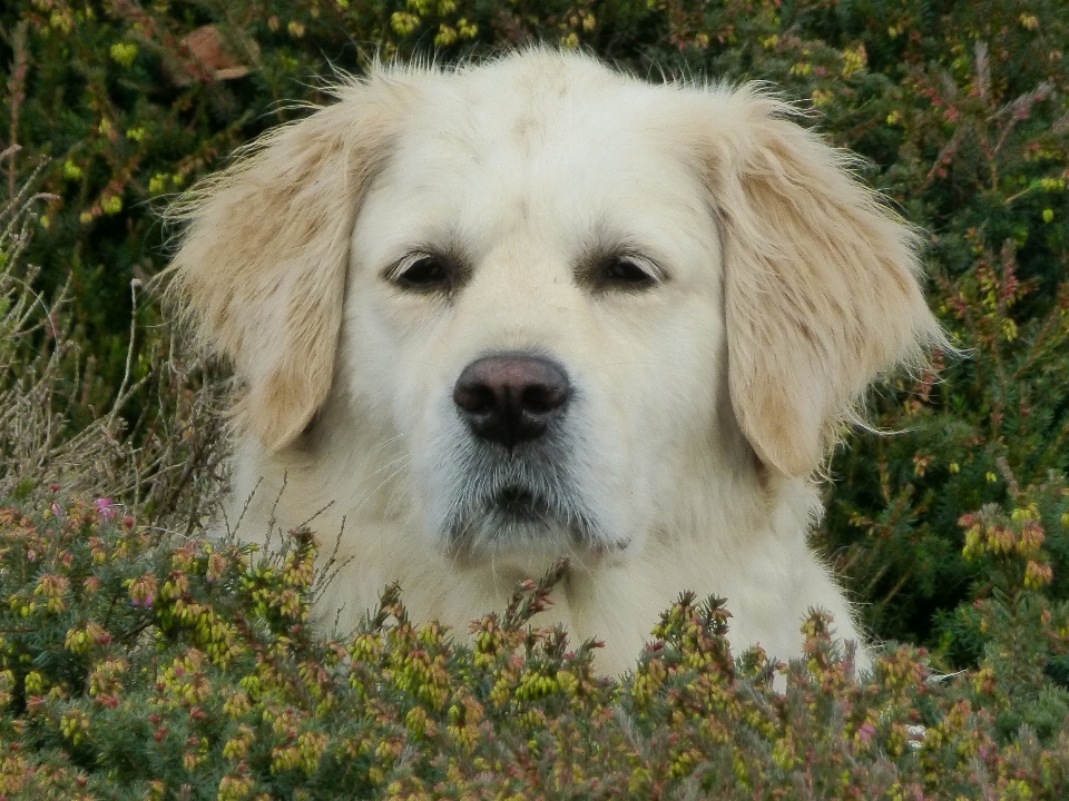 Retriever
 doré
 chien comme mammifère
