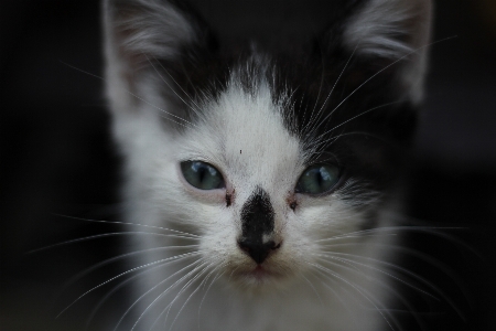 Cat whiskers face small to medium sized cats Photo