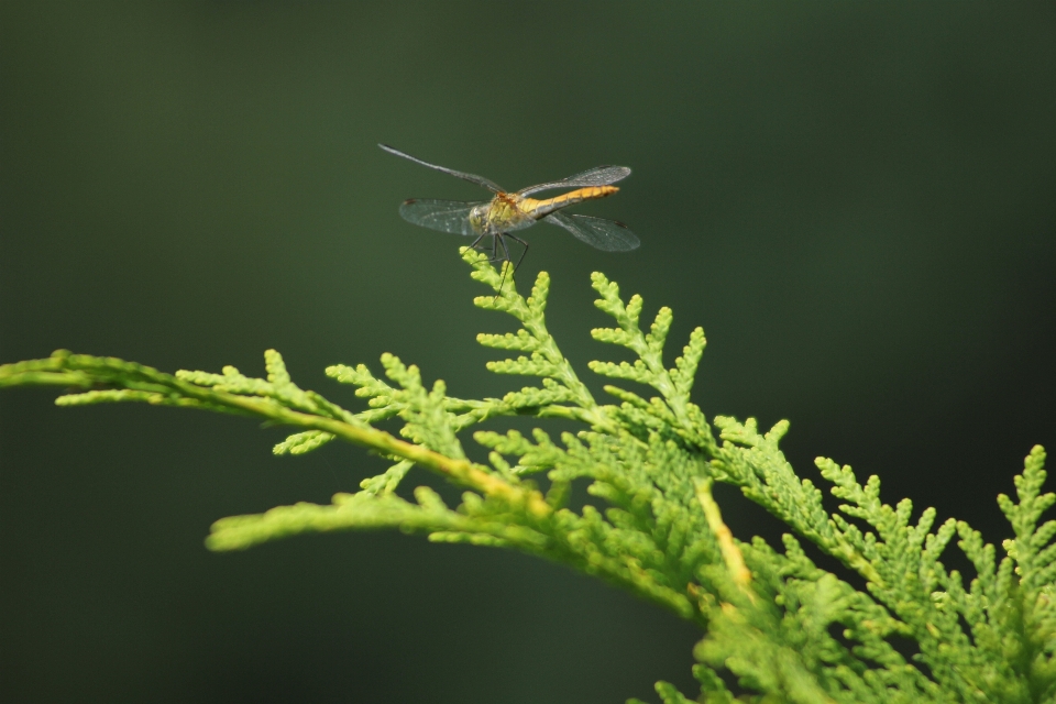 Nature insecte macrophotographie
 invertébré