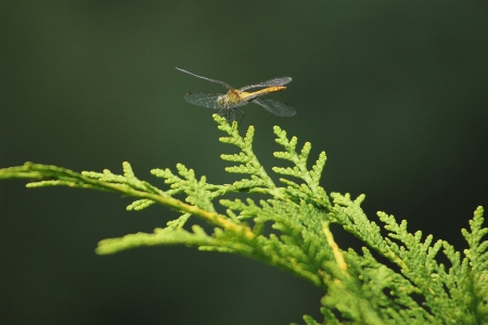 Nature insect macro photography invertebrate Photo