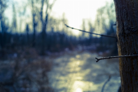 Wood sun winter ice Photo