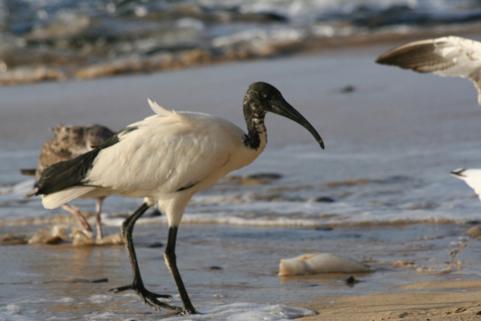 Burung pantai
 ibis
 fauna