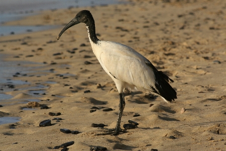 Foto Playa pájaro ibis
 fauna