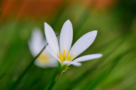 Flower white nature flora Photo