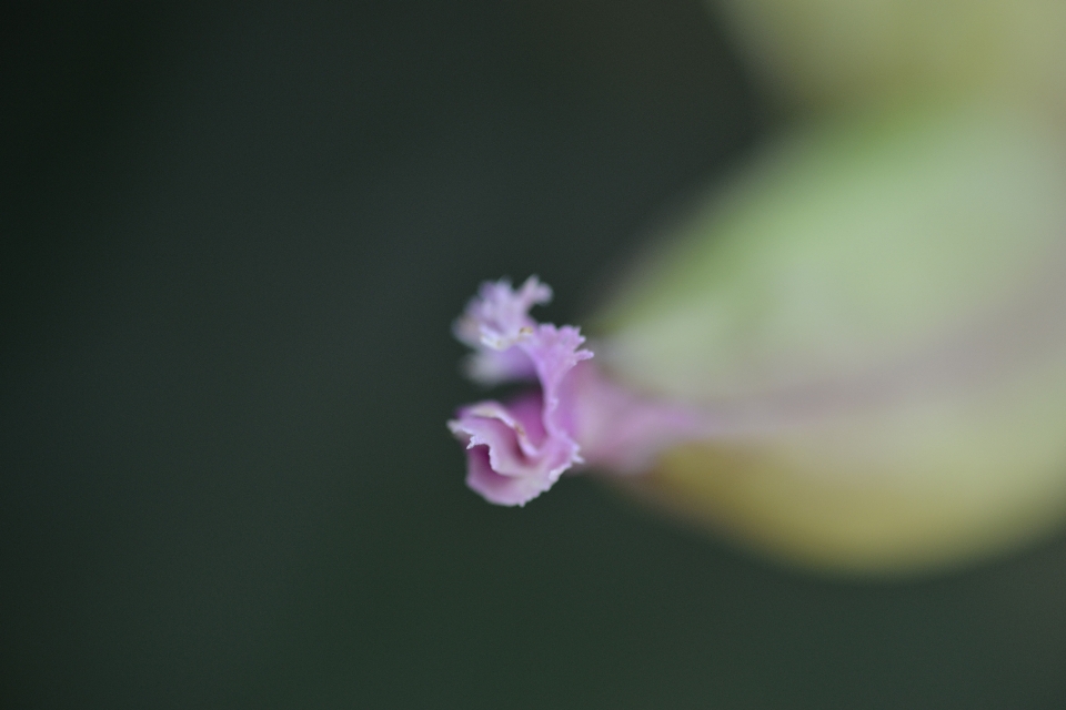 Bunga merah jambu alam flora