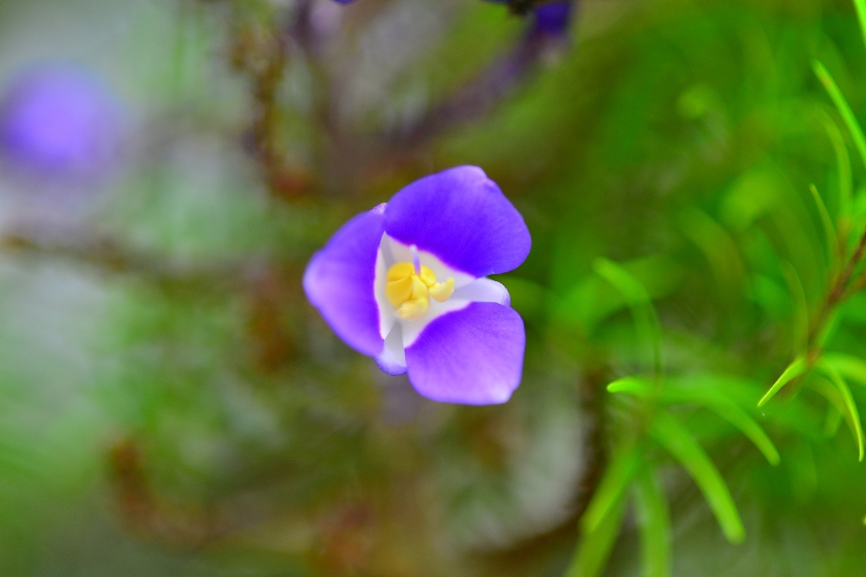 Flower garden nature flora