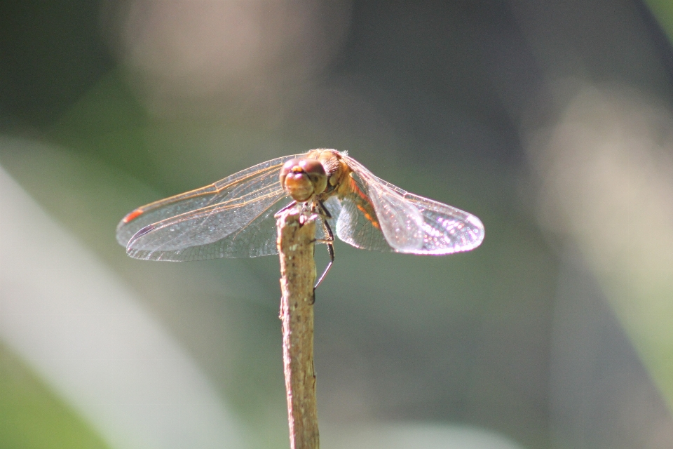 Insecto de cerca
 libélula libélulas y damseflies
