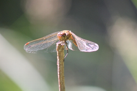 Foto Serangga merapatkan
 capung dan damseflies
