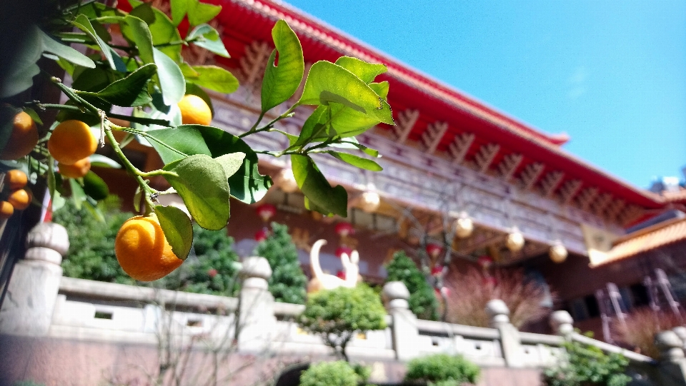 台湾 基隆寺
 植物 葉