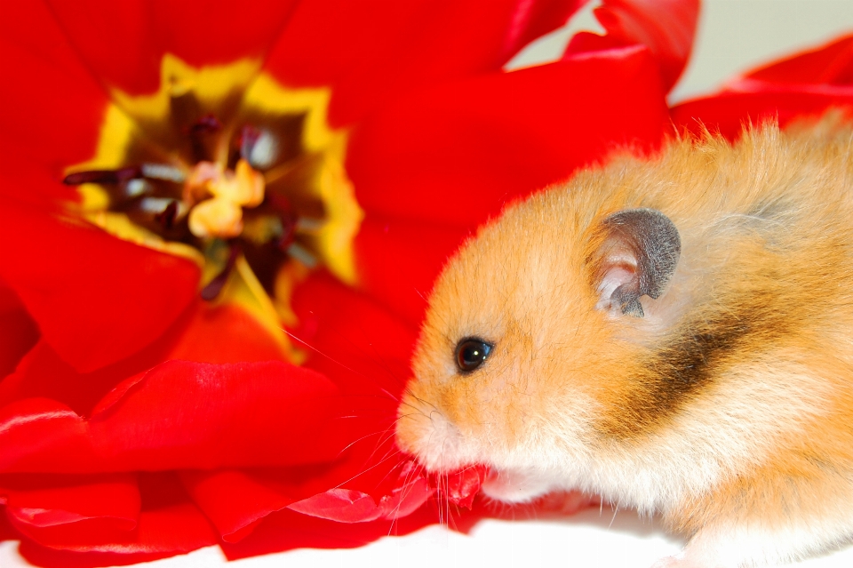 Hamster marsch frühling blumen