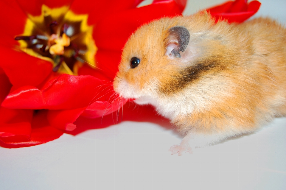 Hamster marchar primavera flores