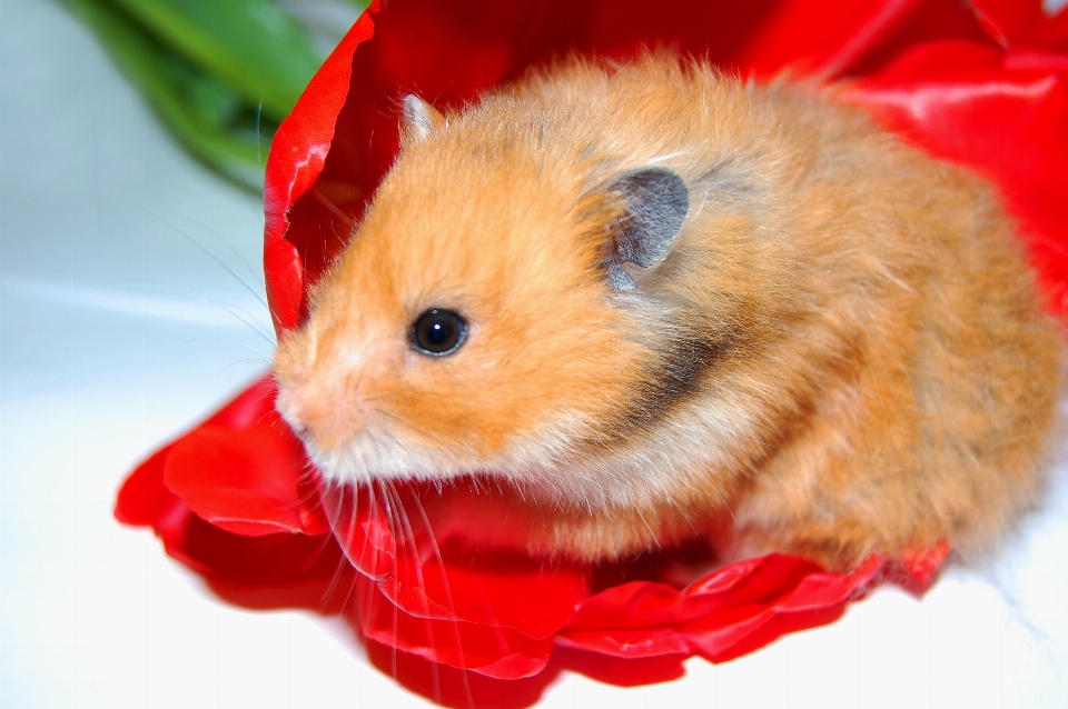 Hamster marsch frühling blumen