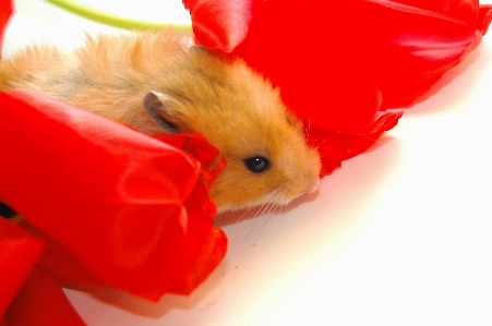 Hamster march spring flowers Photo