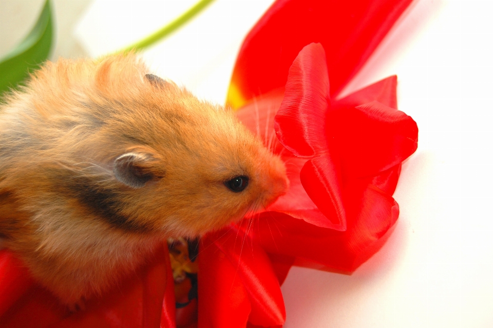 Hamster marsch frühling blumen