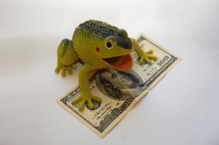 Frog finances wealth capital Photo