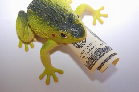 Frog finances wealth capital Photo