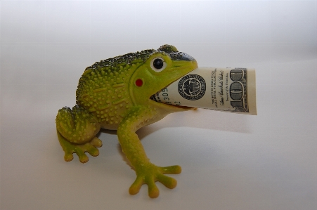 Frog finances wealth capital Photo