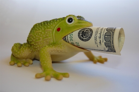 Frog finances wealth capital Photo