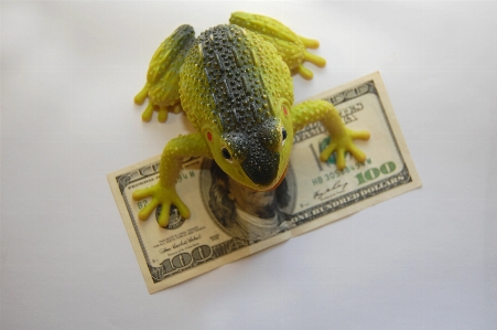 Frog finances wealth capital Photo