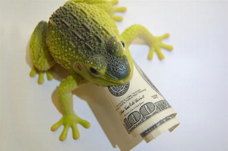 Frog finances wealth capital Photo