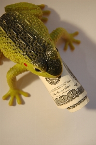 Frog finances wealth capital Photo