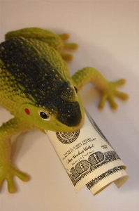 Frog finances wealth capital Photo