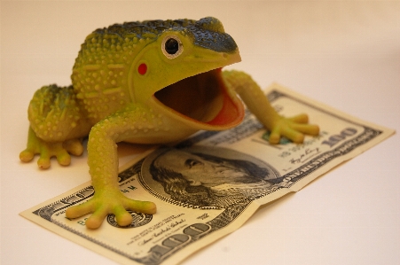 Frog finances wealth capital Photo