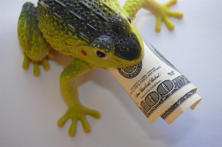 Frog finances wealth capital Photo