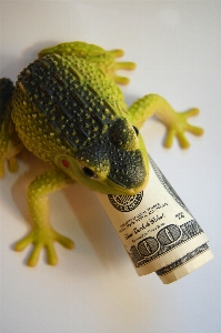 Frog finances wealth capital Photo