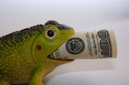 Frog finances wealth capital Photo