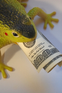 Frog finances wealth capital Photo