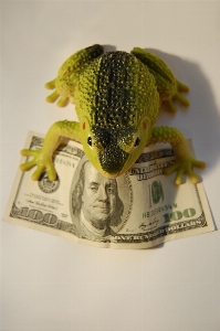 Frog finances wealth capital Photo