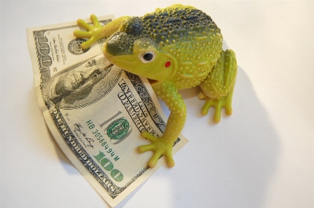 Frog finances wealth capital Photo