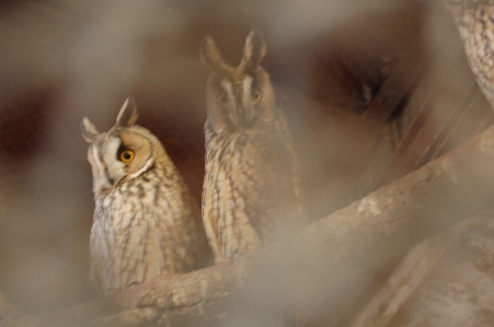 Foto Selvaggio animale piume vivace
