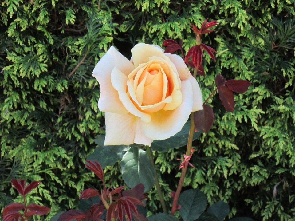 Flower rose family plant